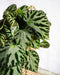 Begonia Sølv Smykker