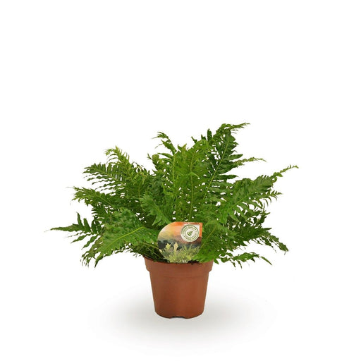 Blechnum Sølv Dame