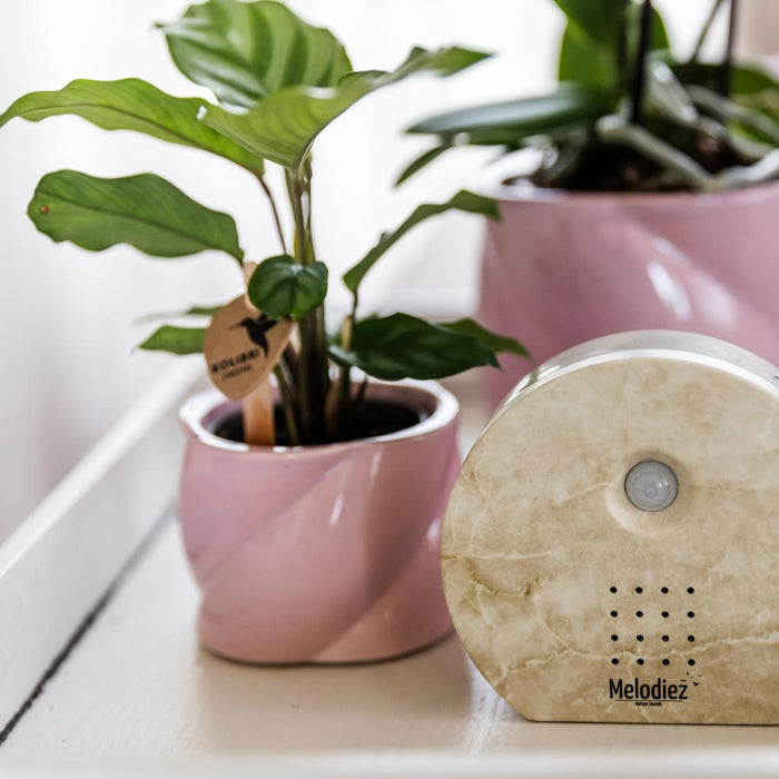Musikdåse - Naturlig Lyd