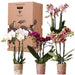 Surprise Box: 4 High-End Varierede Orkideer