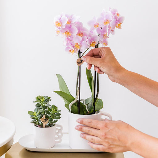 Orchid Surprise Box - 4 Ensfarvede Planter Uden Potte