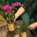 Orchid Surprise Box - 4 Ensfarvede Planter Uden Potte