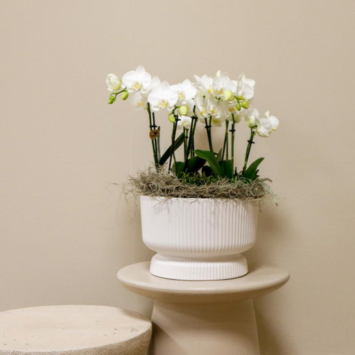 Flettet Skål Med 3 Hvide Orkideer, 3 Rhipsalis Og Reservoir
