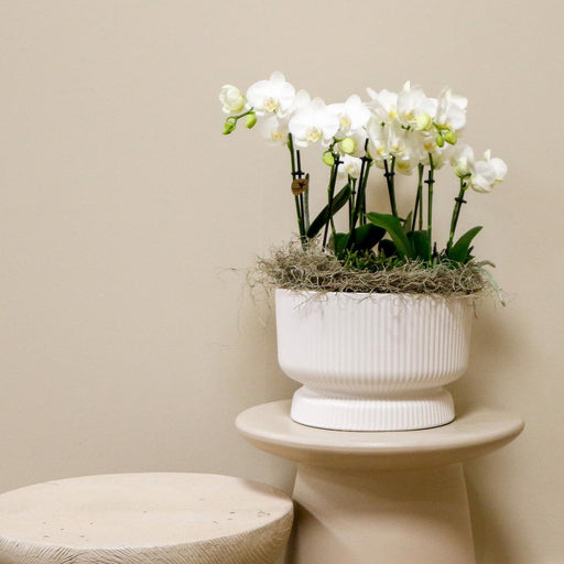 Flettet Skål Med 3 Hvide Orkideer, 3 Rhipsalis Og Reservoir
