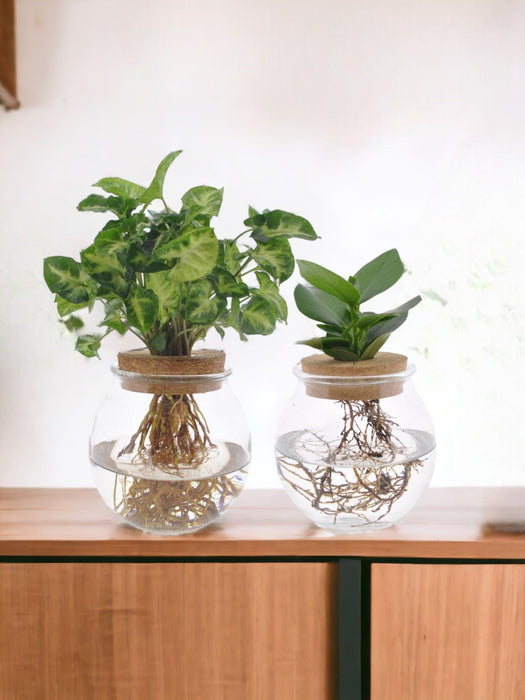 Bolglas Duo Clusia/Syngonium Grøn - 2 Stuks - Ø12Cm - ↕30Cm