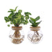 Bolglas Duo Clusia/Syngonium Grøn - 2 Stuks - Ø12Cm - ↕30Cm