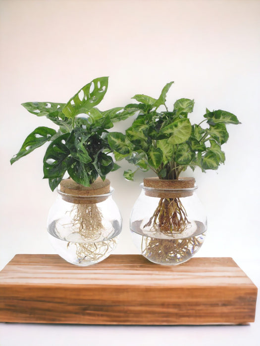 Bolglas Duo Monstera Adansonii/Syngonium Grøn - 2 Stuks - Ø12Cm - ↕12-30Cm