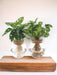 Bolglas Duo Monstera Adansonii/Syngonium Grøn - 2 Stuks - Ø12Cm - ↕12-30Cm