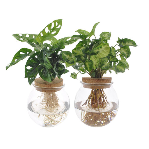 Bolglas Duo Monstera Adansonii/Syngonium Grøn - 2 Stuks - Ø12Cm - ↕12-30Cm