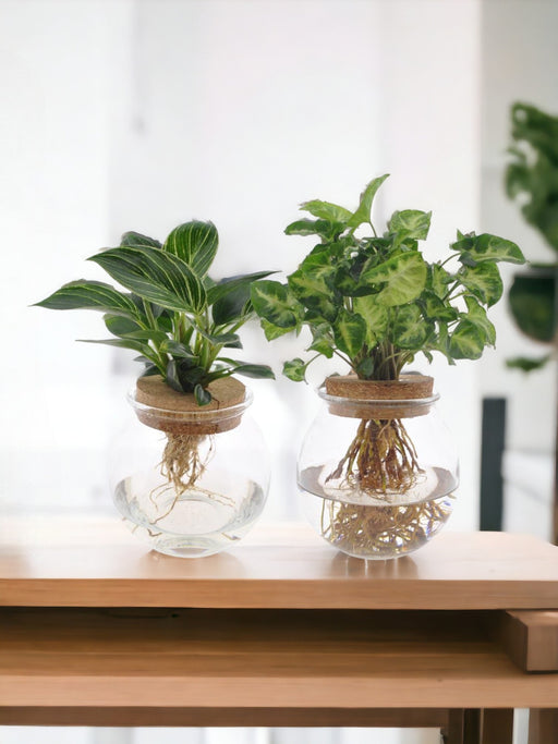 Bolglas Duo Syngonium Grøn/Hvid Wave - 2 Stuks - Ø12Cm - ↕30Cm