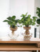 Bolglas Duo Syngonium Grøn/Hvid Wave - 2 Stuks - Ø12Cm - ↕30Cm