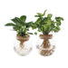 Bolglas Duo Syngonium Grøn/Hvid Wave - 2 Stuks - Ø12Cm - ↕30Cm