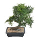 Kunstig Aralia Bonsai 50 Cm I Dekorativ Kop