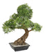 Kunstig Aralia Bonsai 95 Cm Indendørs Plante
