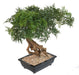 Kunstig Aralia Bonsai I Sektion Til Indendørs 60Cm