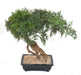 Kunstig Aralia Bonsai I Sektion Til Indendørs 60Cm
