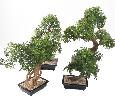 Kunstig Aralia Bonsai I Sektion Til Indendørs 60Cm