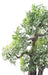 Kunstig Aralia Bonsai Til Indretning