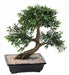 Kunstig Bonsai Sort Pil 50 Cm Med Dekorativ Potte