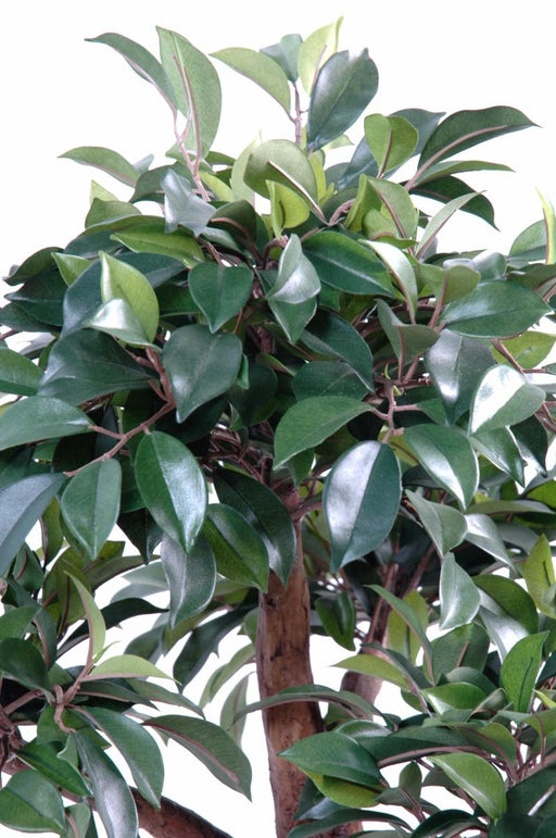 Kunstig Bonsai Ficus 78 Cm Til Indendørs
