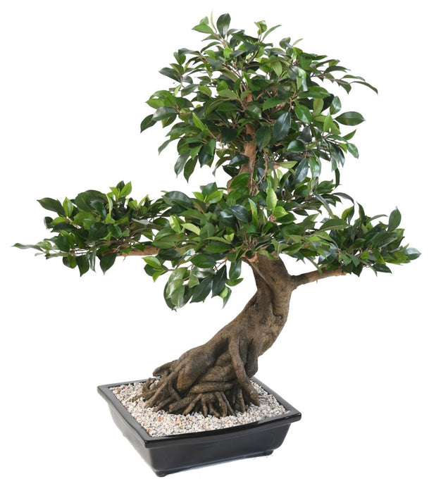 Kunstig Bonsai Ficus 78 Cm Til Indendørs