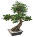 Kunstig Bonsai Ficus 78 Cm Til Indendørs