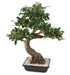 Kunstig Bonsai Ficus 78 Cm Til Indendørs