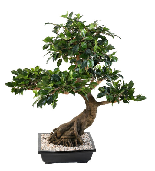 Kunstig Bonsai Ficus 78 Cm Til Indendørs