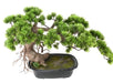 Kunstig Bonsai Fyr 37Cm Med Dekorativ Kop