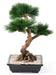 Kunstig Bonsai Fyr 70 Cm Til Indendørs
