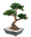 Kunstig Bonsai Fyr 70 Cm Til Indendørs