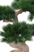 Kunstig Bonsai Fyr På Platin H.92Cm Dekoration