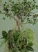 Hængende Kunstig Bonsai 70 Cm Interiørdekoration