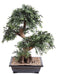 Bonsai Sort Pil Kunstig 70 Cm Dekorativ Plante