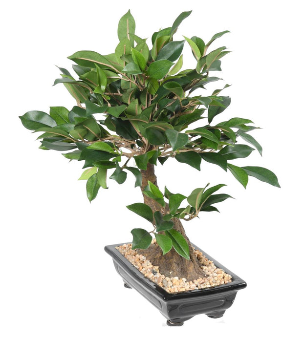 Kunstig Ficus Bonsai 38 Cm Til Indendørs