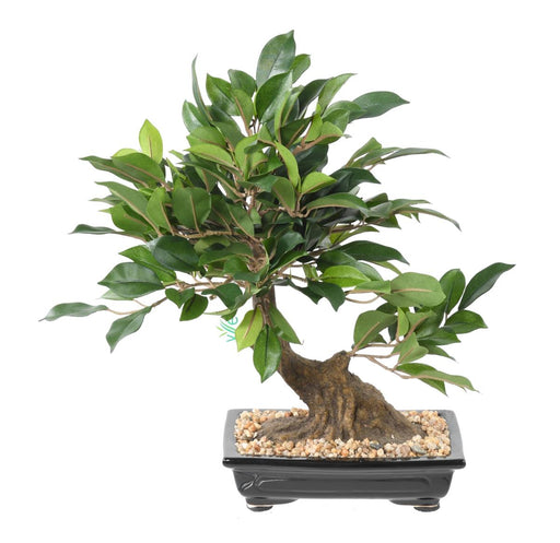 Kunstig Ficus Bonsai 38 Cm Til Indendørs