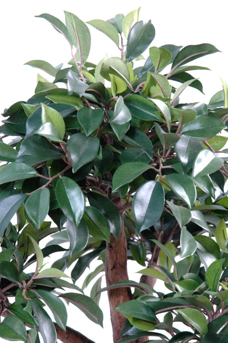 Kunstig Ficus Bonsai I Kop 58 Cm Indendørs Plante