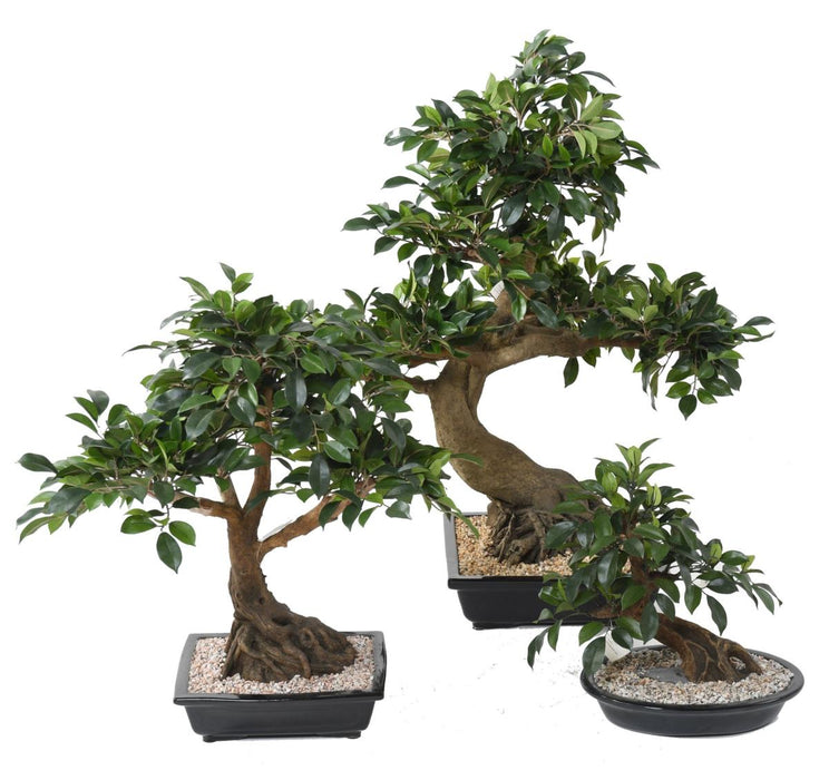 Kunstig Ficus Bonsai I Kop 58 Cm Indendørs Plante
