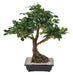 Kunstig Ficus Bonsai I Kop 58 Cm Indendørs Plante