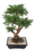 Kunstig Juniperus Bonsai 75 Cm Keramik