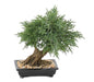 Kunstig Juniperus Bonsai Til Indretning