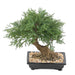 Kunstig Juniperus Bonsai Til Indretning