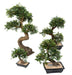 Kunstig Elm Bonsai 70Cm Med Keramisk Pot