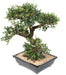 Kunstig Elm Bonsai 70Cm Med Keramisk Pot