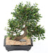 Kunstig Elm Bonsai Med Sort Keramisk Pot