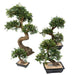 Kunstig Elm Bonsai Med Sort Keramisk Pot