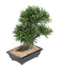 Kunstig Podocarpus Bonsai 50 Cm Snit
