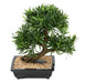 Kunstig Podocarpus Bonsai 50 Cm Snit