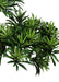 Kunstig Podocarpus Bonsai 50 Cm Til Indendørs