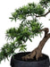 Kunstig Podocarpus Bonsai 70 Cm Til Indendørs